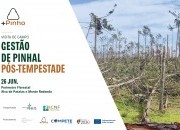 Visita de campo: gest&atilde;o de pinhal p&oacute;s-tempestade